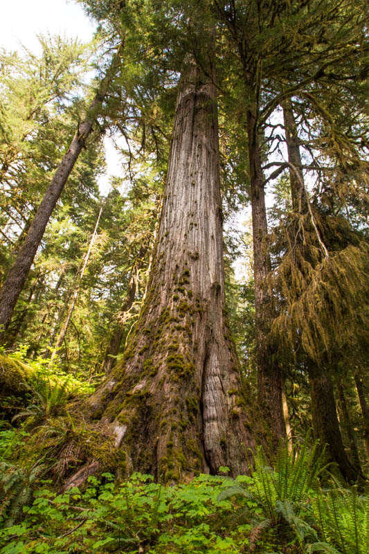 Temperate Rainforest