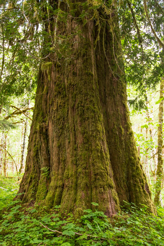 Tree Trunk Detail