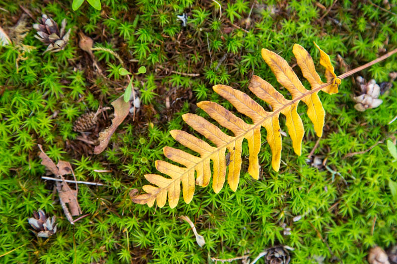 Fallen Fern Frond On Moss