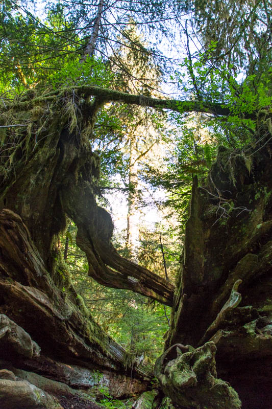 Fallen Tree