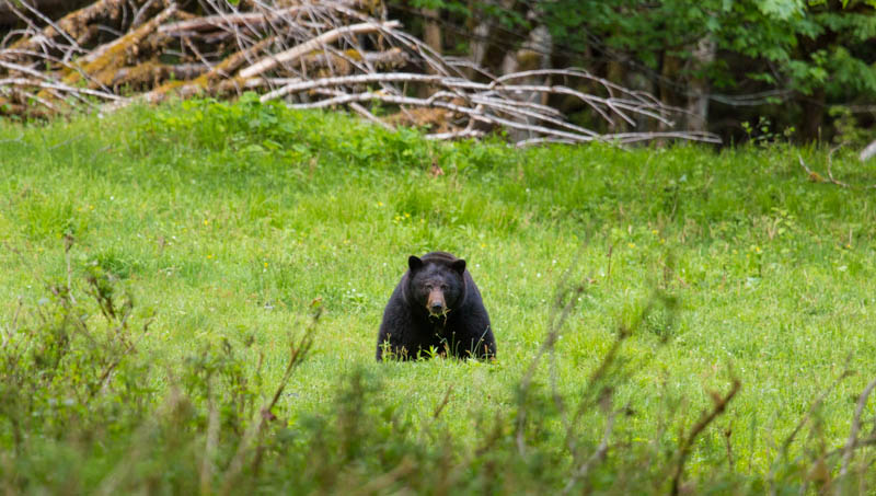 Black Bear