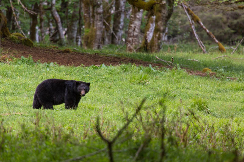 Black Bear