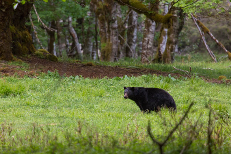 Black Bear