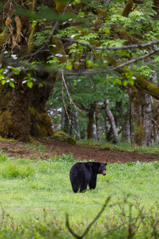 Black Bear