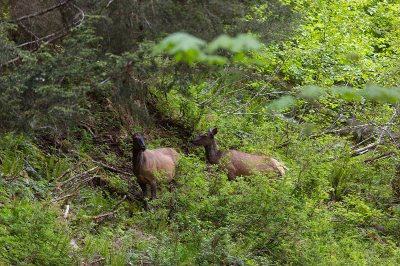 Elk