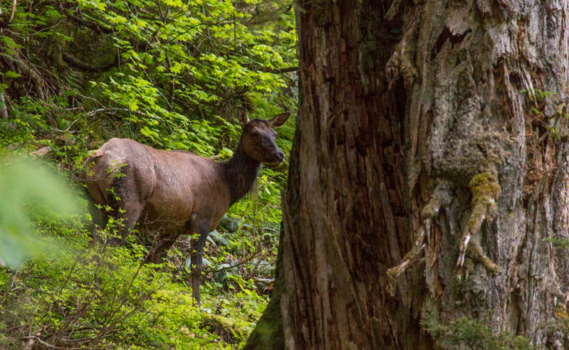 Elk