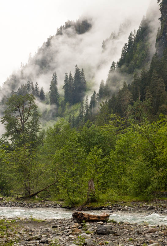 Mist Above The Quinalt River