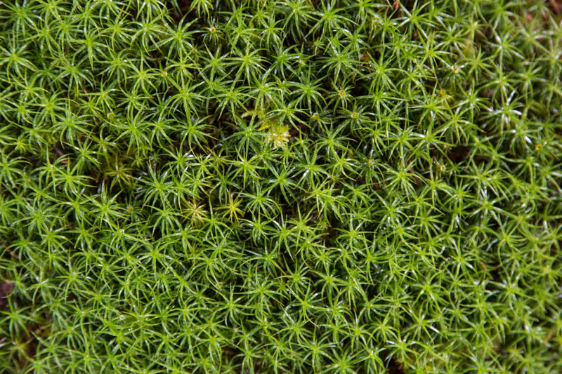 Moss Detail