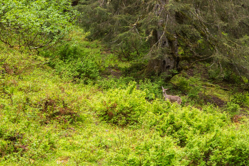 Mule Deer In Brush