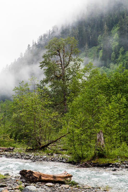 Banks Of The Quinalt River