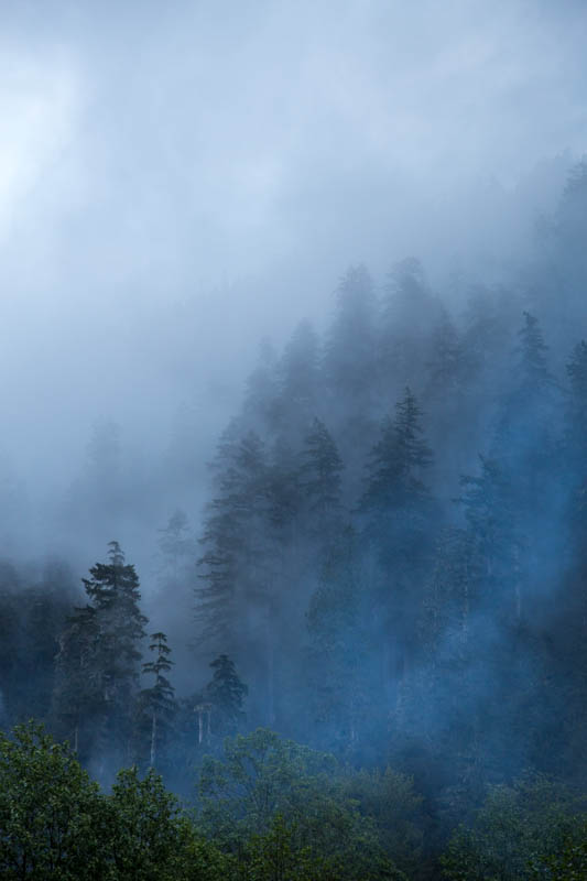 Trees In Mist