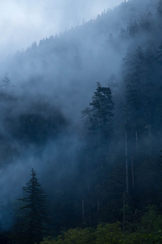 Trees In Mist