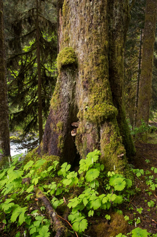 Tree Trunk Detail