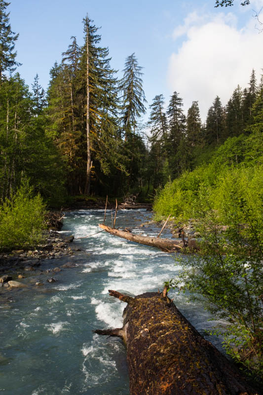 The Quinalt River