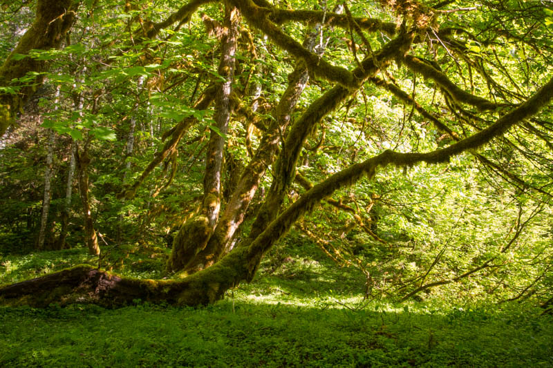 Temperate Rainforest