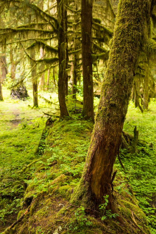 Trees Growing On Nurse Log