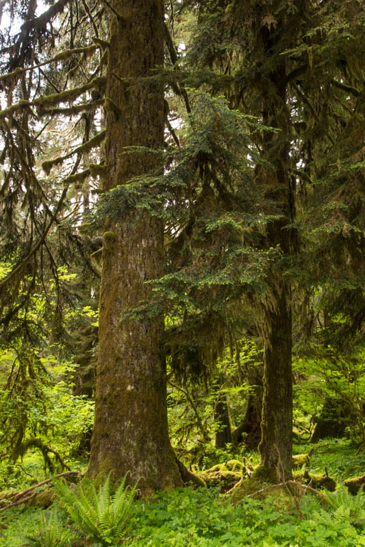 Temperate Rainforest