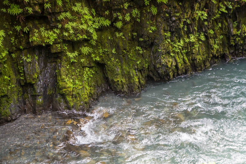 Quinalt River Gorge