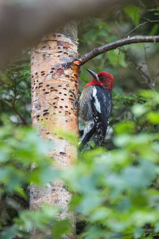 Red-Breasted Sapsucker