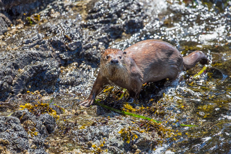 River Otter