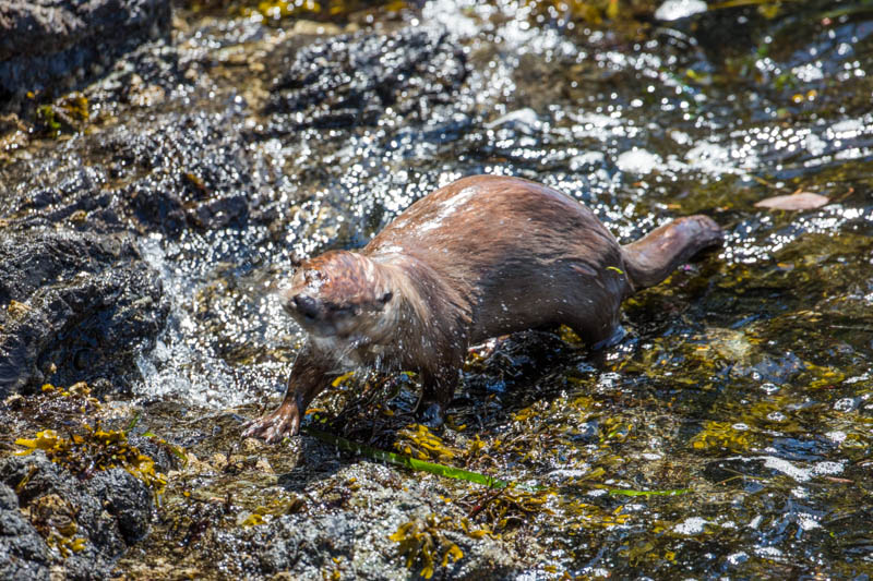 River Otter