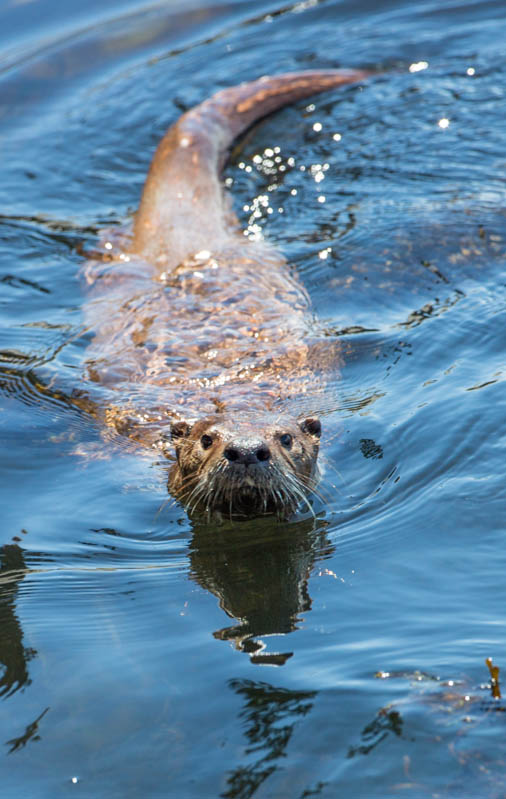 River Otter