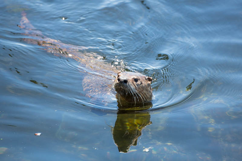 River Otter