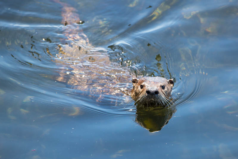 River Otter