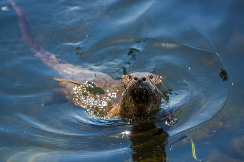 River Otter