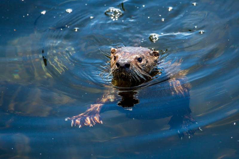 River Otter