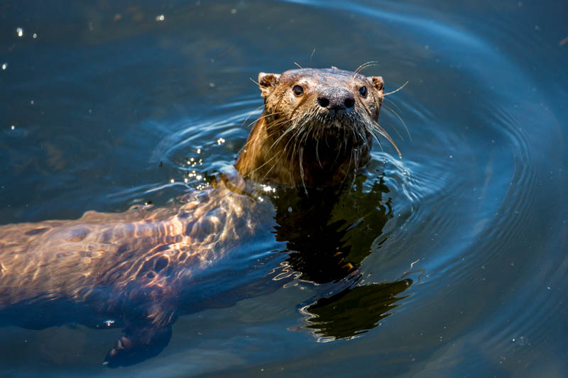 River Otter