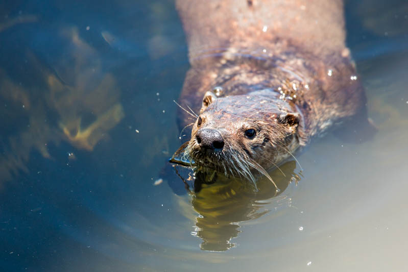 River Otter