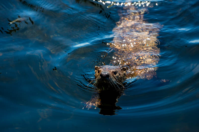 River Otter