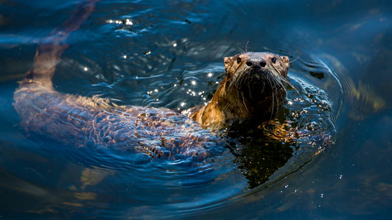 River Otter