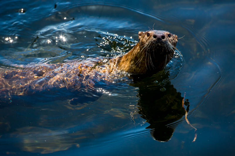 River Otter