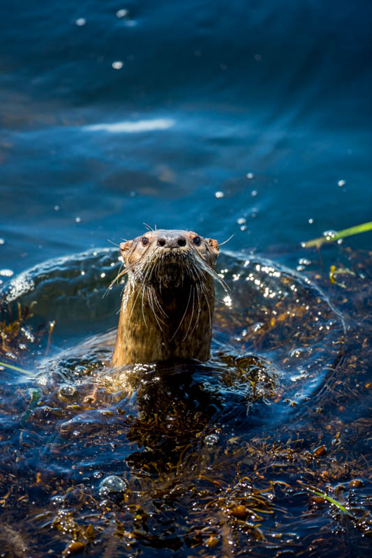 River Otter