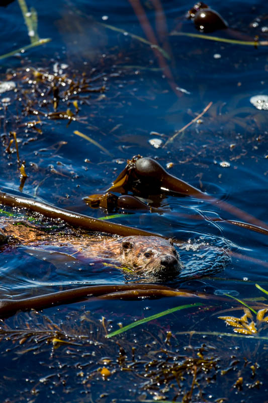 River Otter