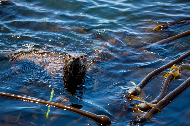 River Otter