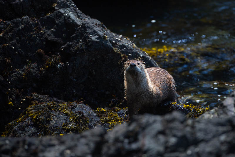 River Otter