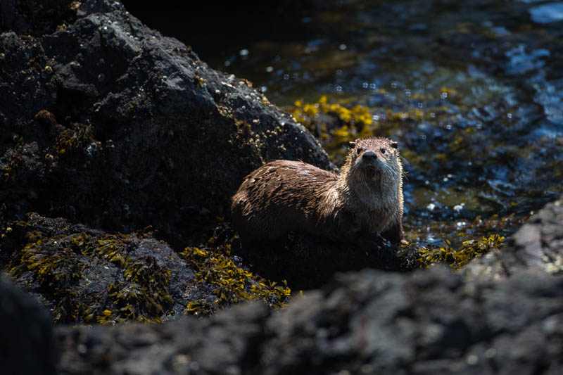 River Otter