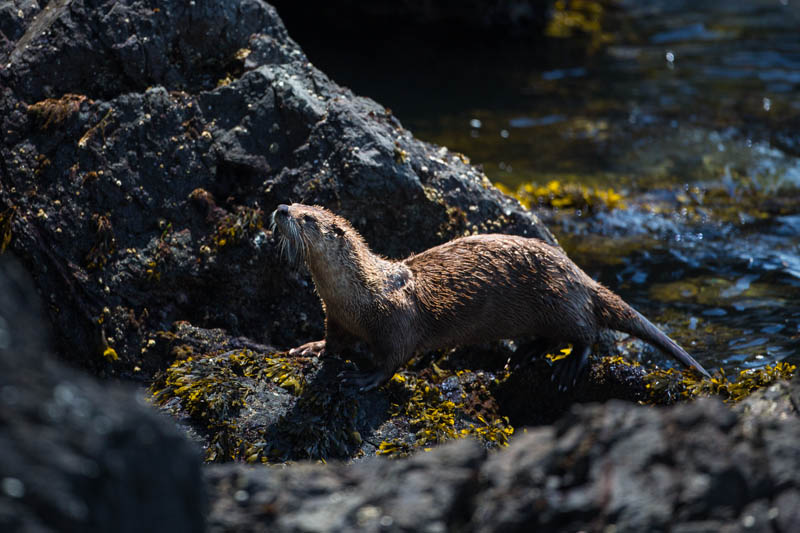 River Otter