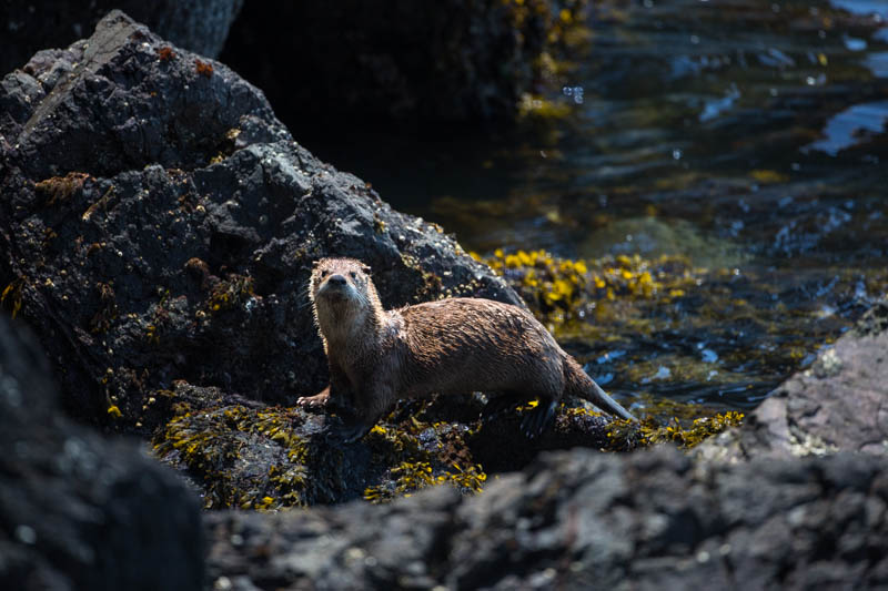 River Otter