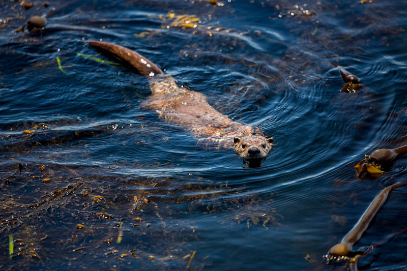 River Otter