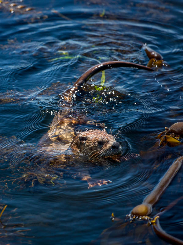 River Otter