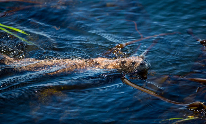 River Otter