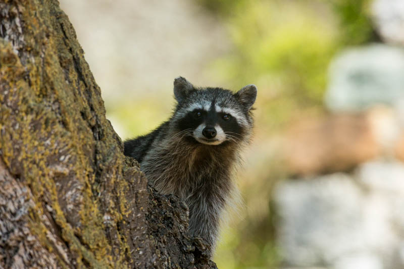 Racoon