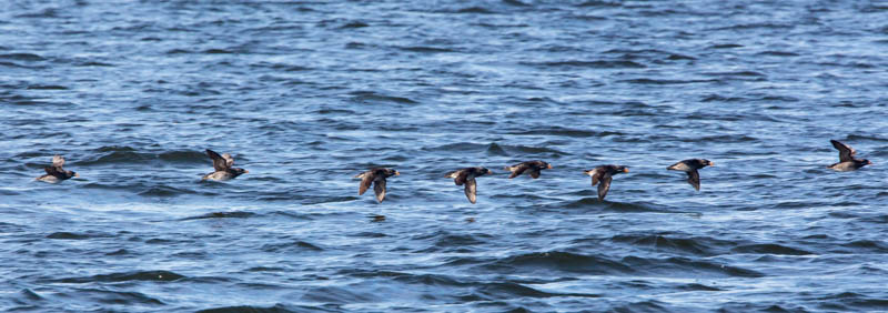 Rhinoceros Auklets In Flight