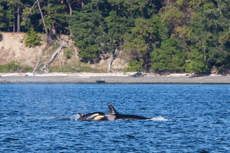 Orcas