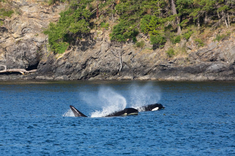 Orcas