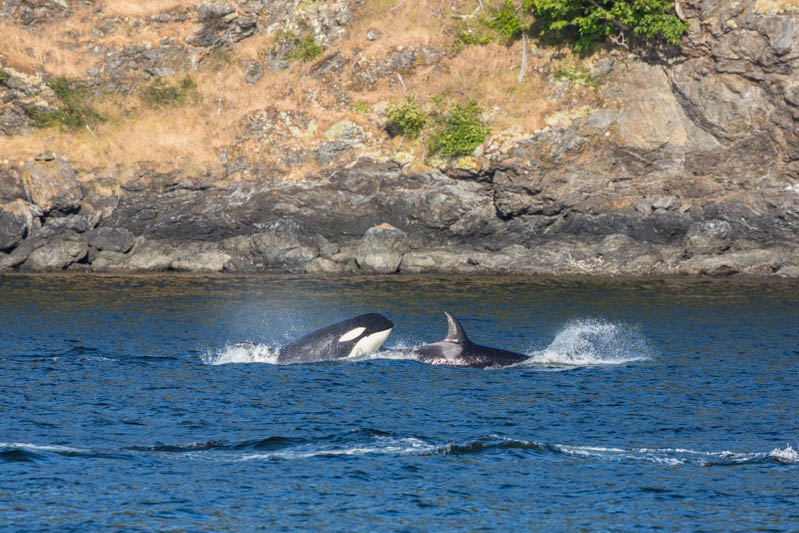 Orcas